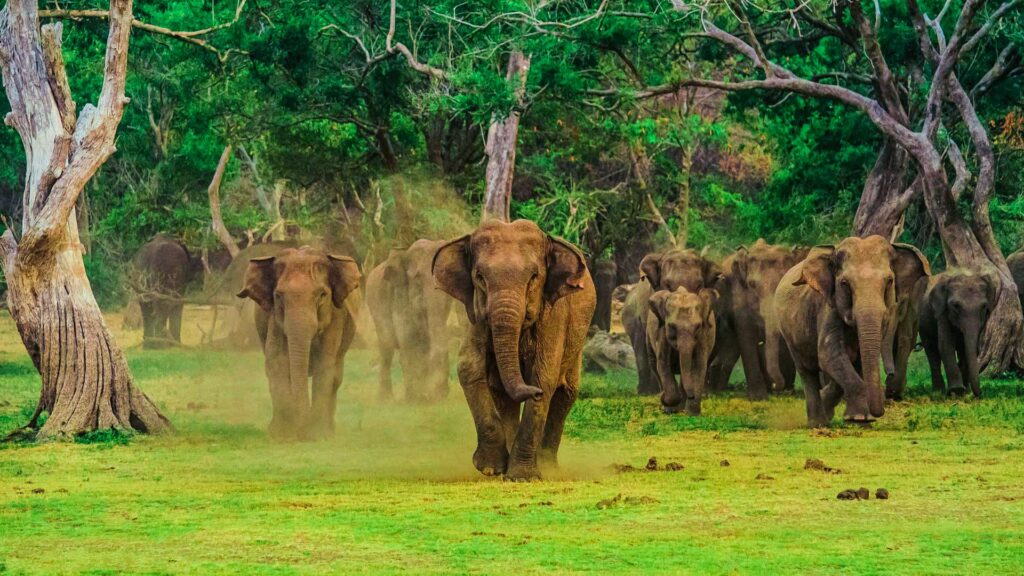 Sri Lanka Tour Packages