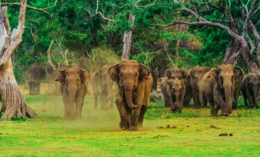 Sri Lanka Tour Packages