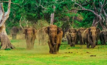 Sri Lanka Tour Packages