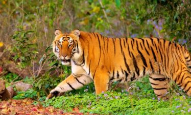 Top 5 Hill Stations Near Delhi