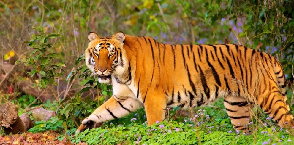 Top 5 Hill Stations Near Delhi