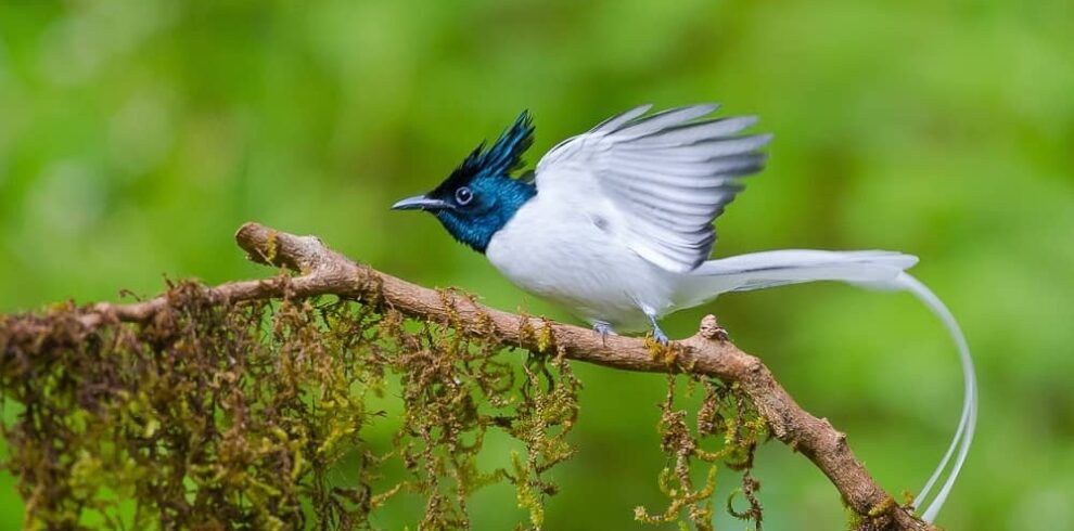 Kilbury-Bird-Sanctuary pangot nainital